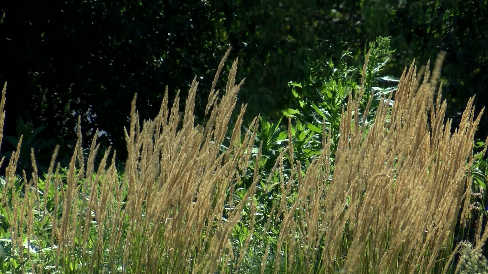plants.jpg